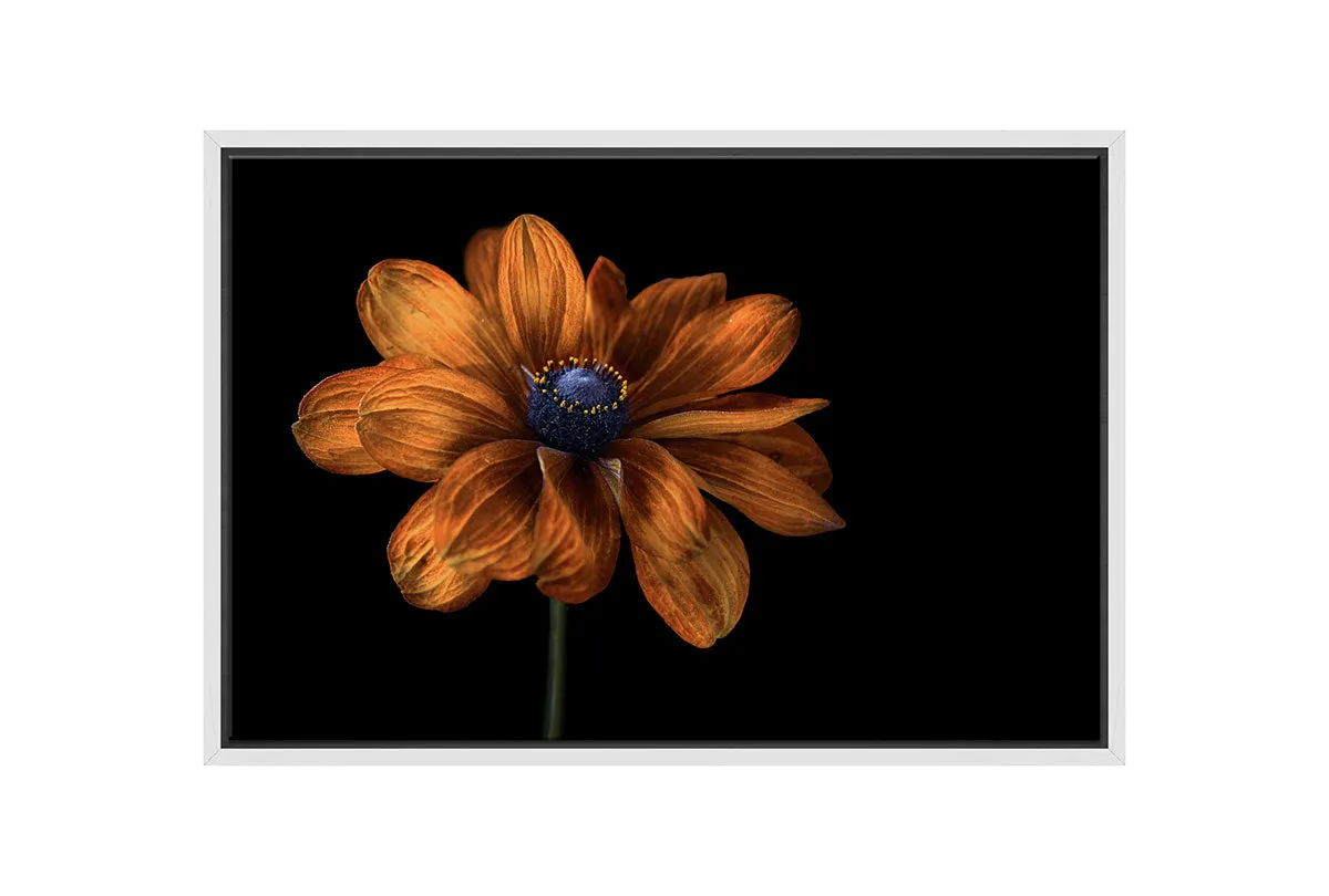Golden Coneflower | Floral Wall Art Print