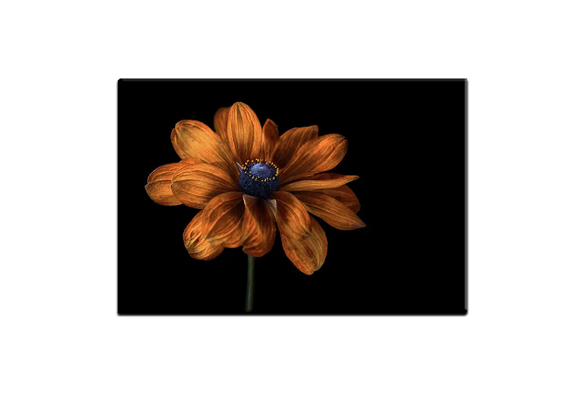 Golden Coneflower | Floral Wall Art Print