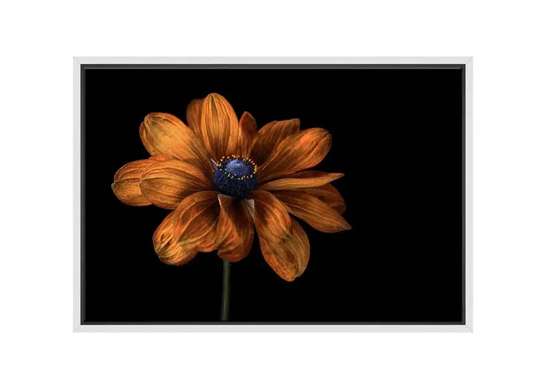 Golden Coneflower | Floral Wall Art Print