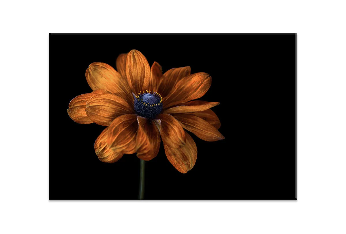 Golden Coneflower | Floral Wall Art Print
