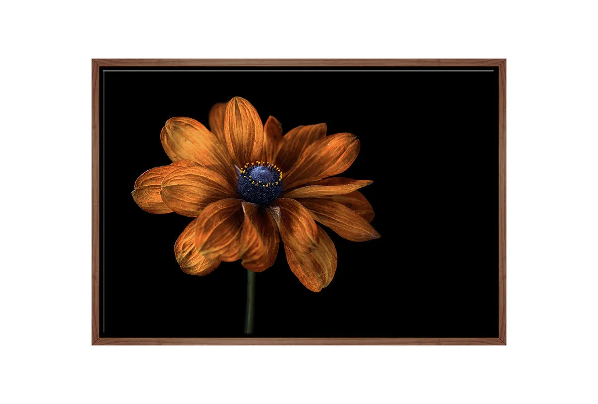 Golden Coneflower | Floral Wall Art Print